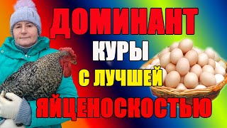 Доминант - куры с хорошей яйценоскостью.