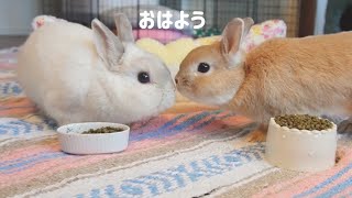 朝ごはんタイムに挨拶を交わす姿が可愛すぎます。Good morning rabbit! Exchanging greetings is too cute.【No.185】