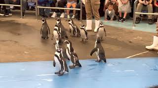 鳥羽水族館のペンギンの行進