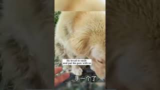 Transformation of A Dog Rescued From A Dog Meat Restaurant #shorts
