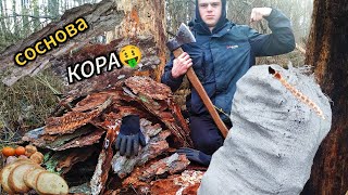 Дерем КОРУ. Складаєм в мішки. Заробляєм ГРОШІ. ПЕРЕКУС