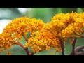 saraca asoca ashoka tree part 20 plant based drugs st. joseph s university medicinal diabetes