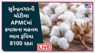 Mandi : સુરેન્દ્રનગરની ચોટીલા APMCમાં કપાસના મહત્તમ ભાવ રૂપિયા 8100રહ્યા |  APMC |  GUJARAT  | Tv9