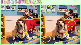 ENG) Do you want to find 3 difference with Cute Dog? / Dachshund Malrang