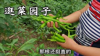 四川巴中，农村夏天的菜园子，看了这番景象，城里人羡慕了