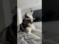 my husky throws a temper tantrum 👀😳