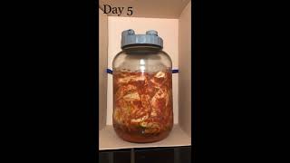 Kimchi fermentation time lapse video (30°C, 7 days) 김치 발효 과정