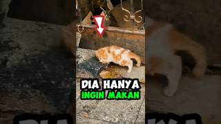 Kasihan dia pengen makan 😭 #videokucing #kucingjalanan #kucinglucu #kucingcomel #catvideos #kitten