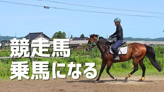 【リトレーニング】競走馬よ乗馬になれ！引退競走馬ヴィジャーヤの成長記録