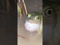 insane frogs 😱 never seen before shorts youtubeshorts shortvideo