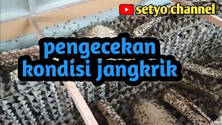 melihat kondisi perkembangan jangkrik di bok besar