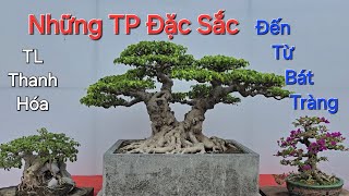 Những TP Bonsai của anh HIỆP GA - Bát Tràng mang đến TL Thanh Hóa * ĐẸP THẾ NÀO ? *