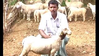 Krishi Varthe-goat farming katnataka