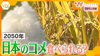 ＜ミライからの手紙#3＞2050年、日本のコメが食べられなくなる？農業を未来につなぐには【ウェークアップ】