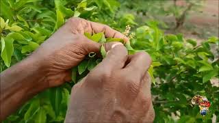 Pourquoi miser et investir sur le kinkeliba ou quinqueliba ou tisane de longue vie