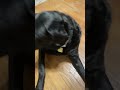 Cute excited black lab dog happy wagging tail laying down tired ￼ fluffy soft furry puppy￼ eyes nose