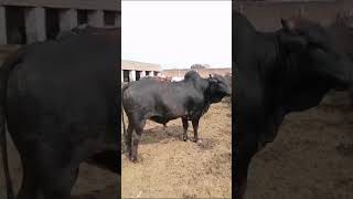 Black heavy beauty bull#viral #trending #shorts #bull %#beauty%#reels ......