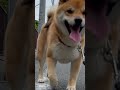 向こうから駆け寄ってくる柴犬が可愛いすぎる　 柴犬とん