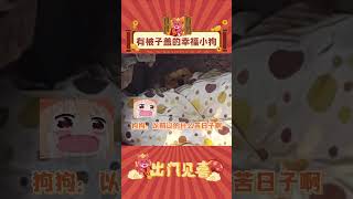 狗狗：我可是有被子盖的幸福小狗~ #娱乐评论 #狗狗 #幸福 #shorts  #出门见喜