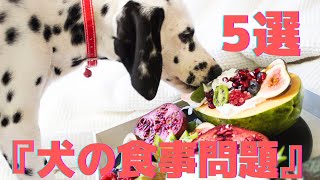 「犬の食事問題5選」