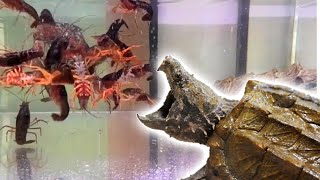 Drop a large amount of crayfish in front of the hungry alligator snapping turtle