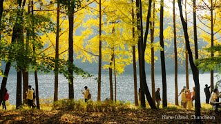 [4K KOREA] 남이섬의 가을 단풍 | Autumn in Nami Island