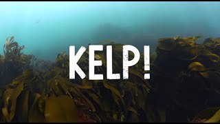 KELP! by Caylon La Mantia