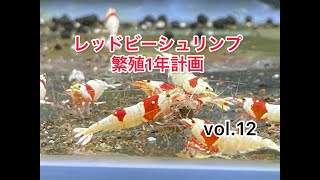 レッドビーシュリンプ水槽　2021 09 07　エビ抱卵