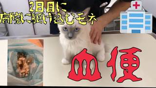 【閲覧注意】2日目にして血便が…初めての動物病院に行くラグドールの子猫/The Ragdoll cat go to an animal hospital for the first time