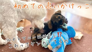 初めての追いかけっこ❣️仲良しのはずが....💦 【ミニチュアシュナウザー仔犬】