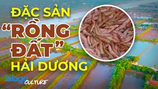 ĐẶC SẢN HẢI DƯƠNG | MÙA RƯƠI TỨ KỲ - \