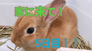 家に来て5日目のうさぎ　ネザーランドドワーフ