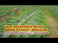 Cara Menanam Melon Di Sawah Dengan Sistem Telasah /Menjalar Pada Musim Kemarau