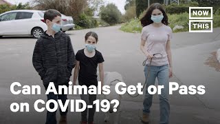 Pets and COVID-19: Everything You Need To Know | NowThis