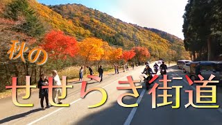 【モトブログ】せせらぎ街道 紅葉ツーリング【NIKEN＝ナイケン】