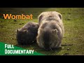 Wombat life|| we'll take a look at the adorable and fascinating wombat #Wildlife #naturelife #animal