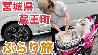 【キャンピングカーの旅】ポメラニアン３匹と蔵王町を遊び尽くす