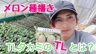 メロンの種まき。TLタカミのTLの意味とは？