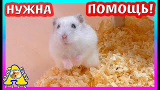 НУЖНА ПОМОЩЬ! / КУПИМ ли мы ШИНШИЛЛ, Песчанок и ХОРЬКА? / Уборка у Джунгарика / Alisa Easy Pets