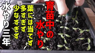 育苗中の水管理【水やり３年】