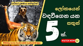 ලෝකයෙන් වඳ වී යන දුර්ලභ සත්ව විශේෂ 05 ක් -  05 rare animal species that are extinct in the world