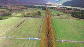 滋賀県高島市マキノ町 メタセコイア並木　2020年11月22日　マビック2プロ空撮