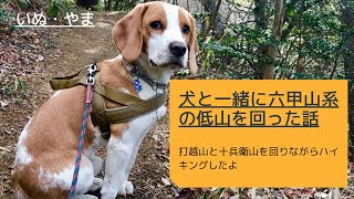 【六甲山系低山めぐり】ビーグル犬と一緒に六甲山系の低山を回ったらただただ歩き疲れた話