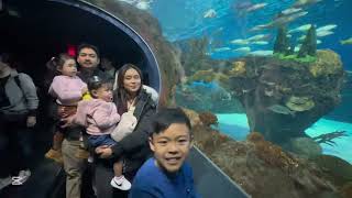 EXPLORE RIPLEY’S AQUARIUM OF CANADA: WALKING TOUR \u0026 UNDERWATER ADVENTURE!