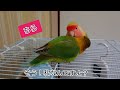 【触らせてくれないアロエ】ボタンインコ・コザクラインコ