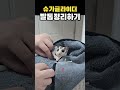 슈글이 케어 중 🌟 슈가글라이더 하늘다람쥐 귀여운 반려동물 pet sugarglider モモンガ pet 小動物 squirrel shorts