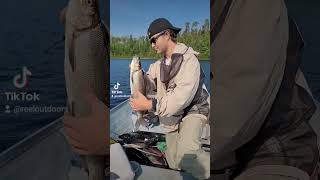 Releasing Whitefish Back Home Into Lake Nipigon