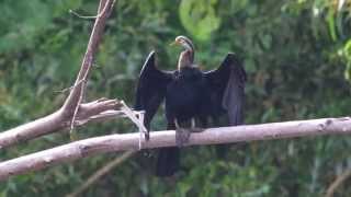 Oriental Darter