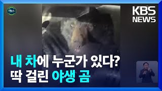 [글로벌K] 차에 갇힌 그놈 정체는?…음식 훔치다 걸린 야생 곰 / KBS  2022.05.06.