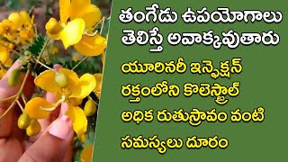 తంగేడు ఉపయోగాలు తెలిస్తే ఆశ్చర్యపోవాల్సిందే |Tangedu Benefits | Tangedu Uses in Telugu | Eruvaaka